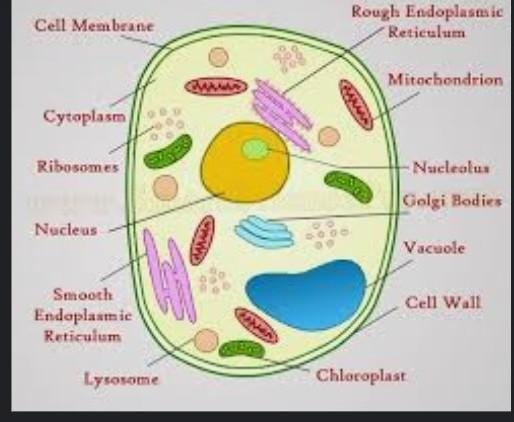 How does a plant cell look under a microoscope-example-1