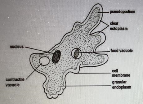 PLEASE HELP ME I WILL GIVE BRIANEST Into which of the six kingdoms should the organism-example-1