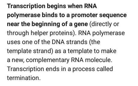 Where does DNA transcription take place? A. In the nucleus B. In the cytoplasm C. In-example-1