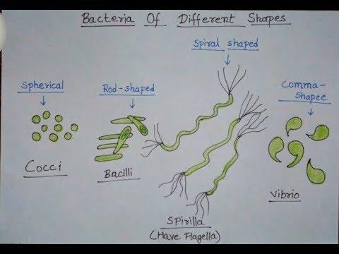 Draw any two microbes​-example-1