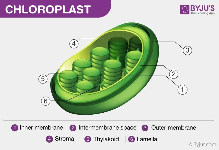 ASAP This organelle has a green pigment that absorbs sunlight. A. Mitochondrion B-example-1