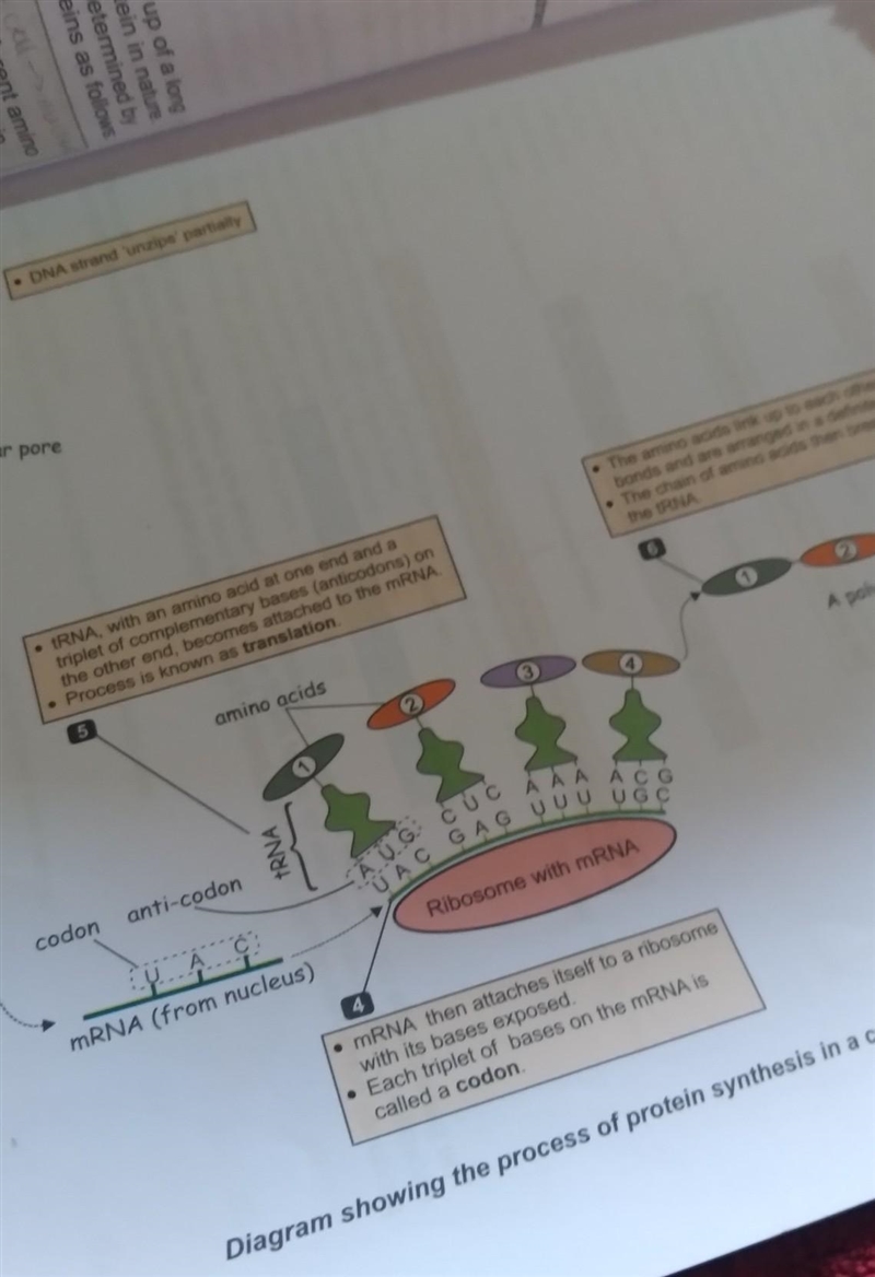 2 34.5 6 7.8.9. Transcription = DNA to RNA A pairs with U T pan's with A C pairs with-example-1