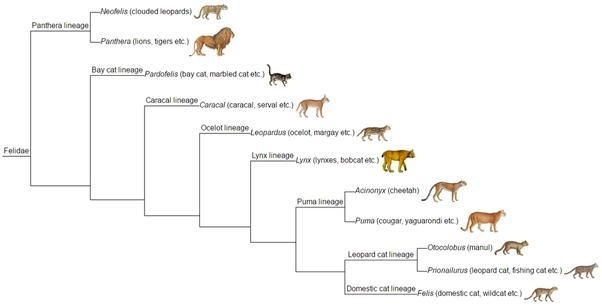 Tigers are large cats with stripes make a numbered key to identify them using. caracal-example-1