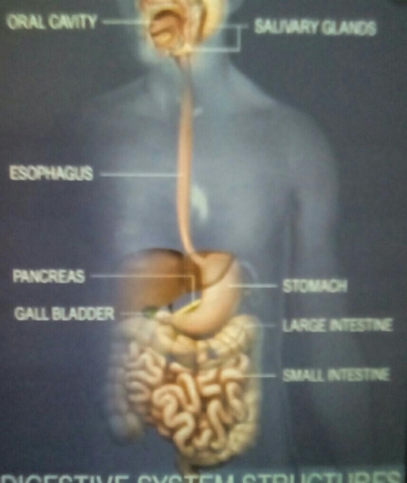 Can anyone tell me which structures are major or accessory structures of the digestive-example-1