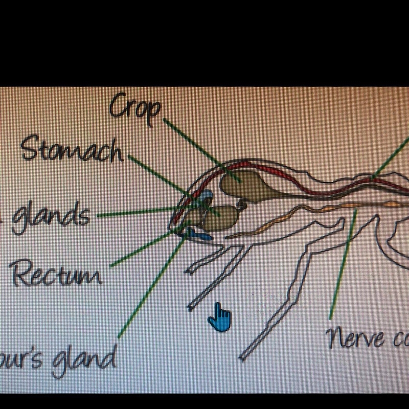 If you wanted to find an ant's stomach, where would you look? a. Inside its head b-example-1