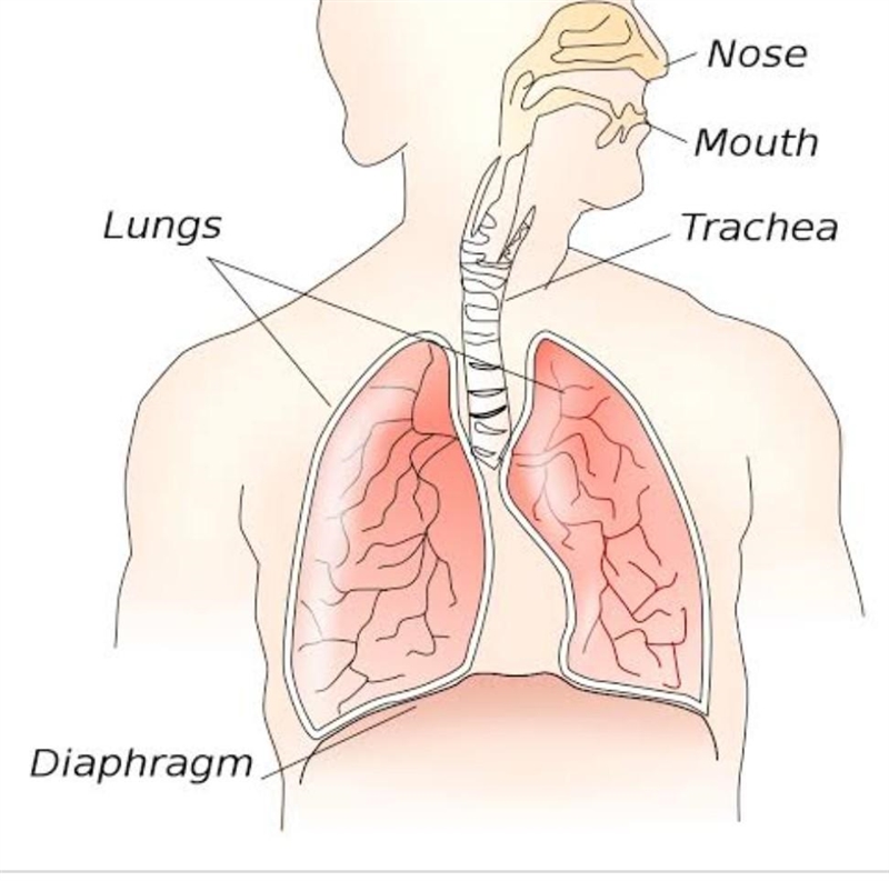 \huge\tt\underline\red{Question} What is diaphragm????​-example-1