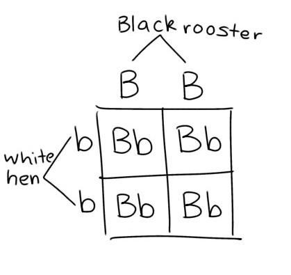 2. Suppose you mate a black rooster with a white hen. The feathers of all the offspring-example-1