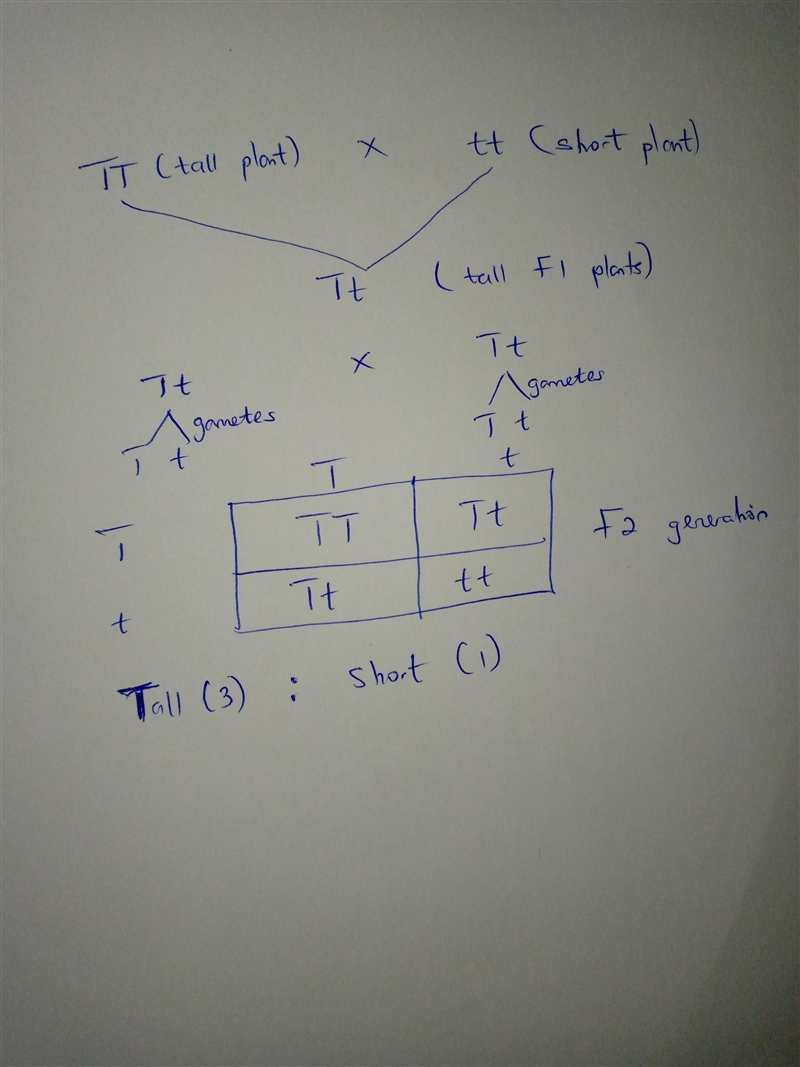 When Mendel’s first generation pea plants were allowed to self-pollinate, the ratio-example-1