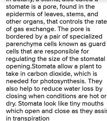 What is stomata?? what's those functions?​-example-1