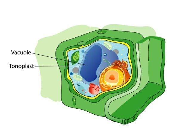 Think of an object, person place at home that functions similar to the vacuole.-example-3