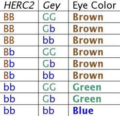 Two parents with brown eyes have given birth to a baby with blue eyes. Explain the-example-2