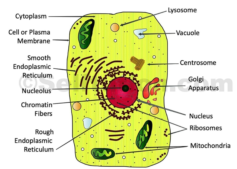 Diagram represent the generalized animal cell​-example-1