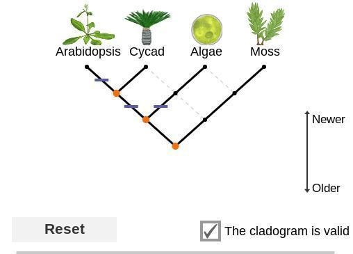 Based on your cladogram, from oldest to newest, in what order did the three characteristics-example-1