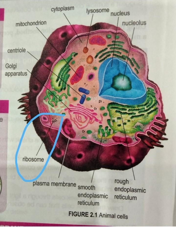 Where in the cell, are the ribosomes?​-example-1