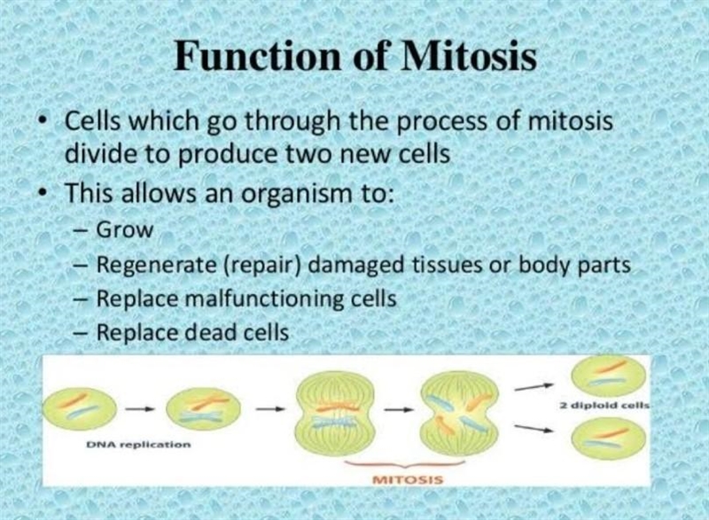 What is the function of mitosis?​-example-1