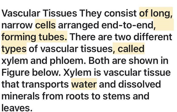 A type of plant that has cells inside that form long tubes and carry nutrients and-example-1