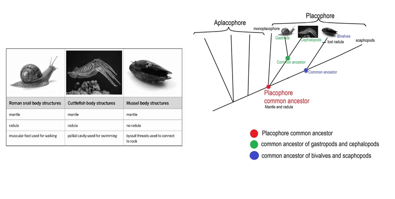 This Roman snail, this cuttlefish, and this mussel have similarities and differences-example-1