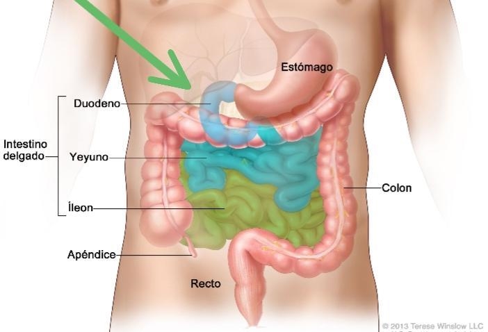 Lipid (fat) breakdown begins in the a. stomach b. ileum c. jejunum d. duodenum-example-1