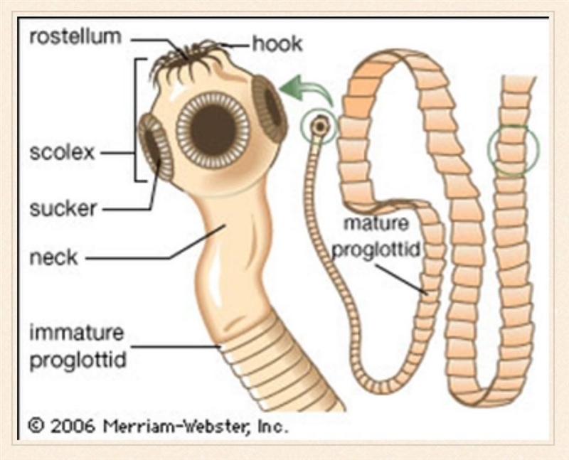 Well labeled diagram of a tapewom-example-1