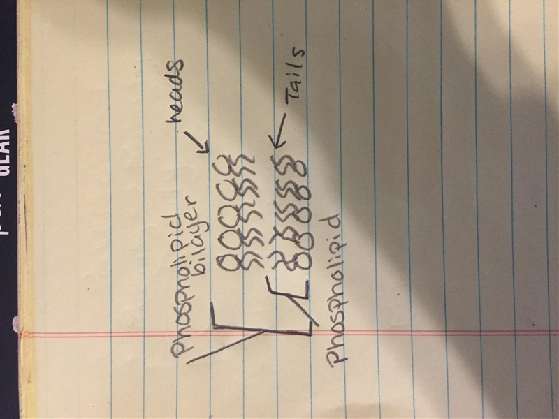 Describe the basic structure of the cell membrane with regard to specific molecules-example-1