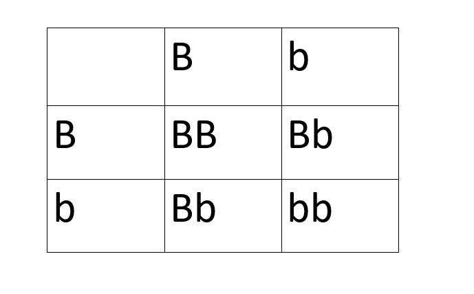 Punnett squares Please help me!!!!-example-1