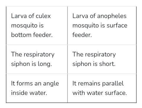 Differenciate between larva of culex and that of anopheles on the basis of feeding-example-1