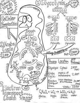 Illustrate the cellular respiration pathway (using diagrams)​-example-1