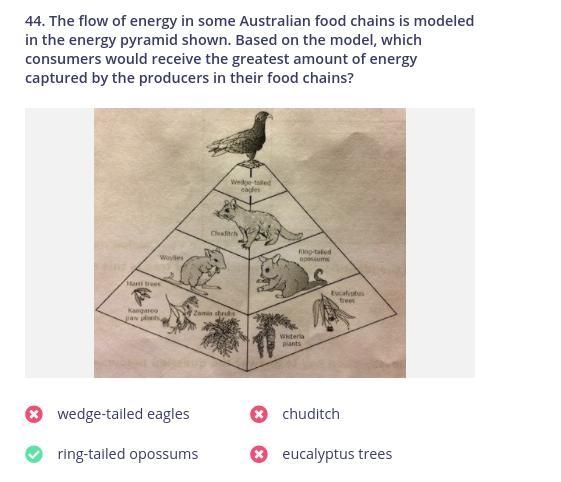 The flow of energy in some australian food chains is modeled in the energy PYRAMID-example-1