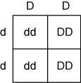 If Delray and his wife decide to have children, then which Punnett square correctly-example-2