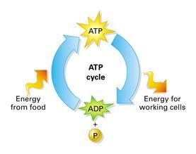 Are nuclear reactions going on in our body​-example-1