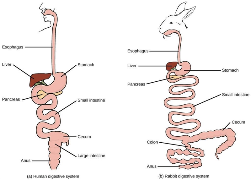 How is the avian digestive system different than human digestive system?​-example-1