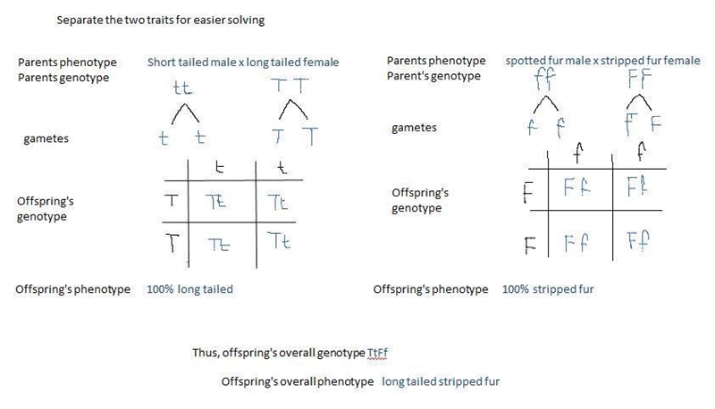 Which of the following is possible genotype for the offspring?-example-1