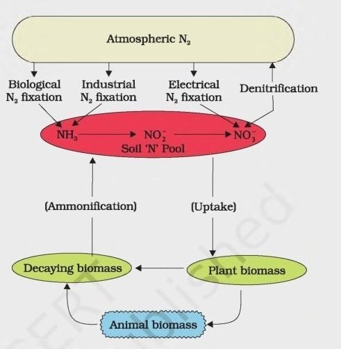 Explain how the nitrogen cycle works-example-1