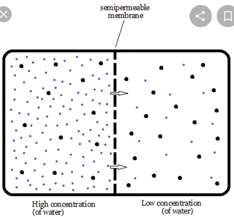 Based upon your knowledge of osmosis (movement of water across a semipermeable membrane-example-1