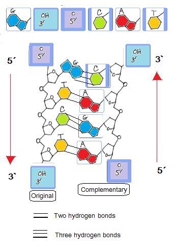 Complete the complementary strand of DNA, using the same symbols for phosphates (circles-example-1