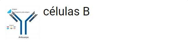 Which biomolecule is responsible for providing antibodies for the immune system?-example-1