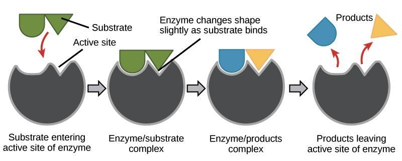 Catalysts act like a lock and a key and they are consumed in chemical reactions.-example-3