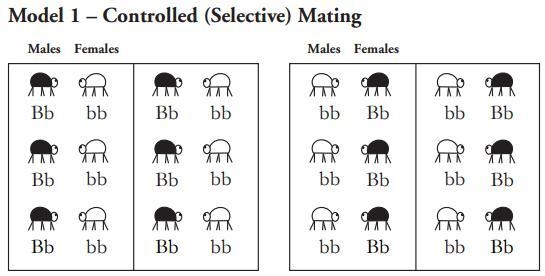 If the population of beetles in model 1 mated naturally would your prediction for-example-1