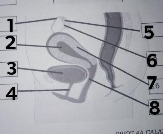 Learning Task 6: Label the parts of the female reproductive system. 1. 2. 3. 4. 5. 6. 7. 8.​-example-1