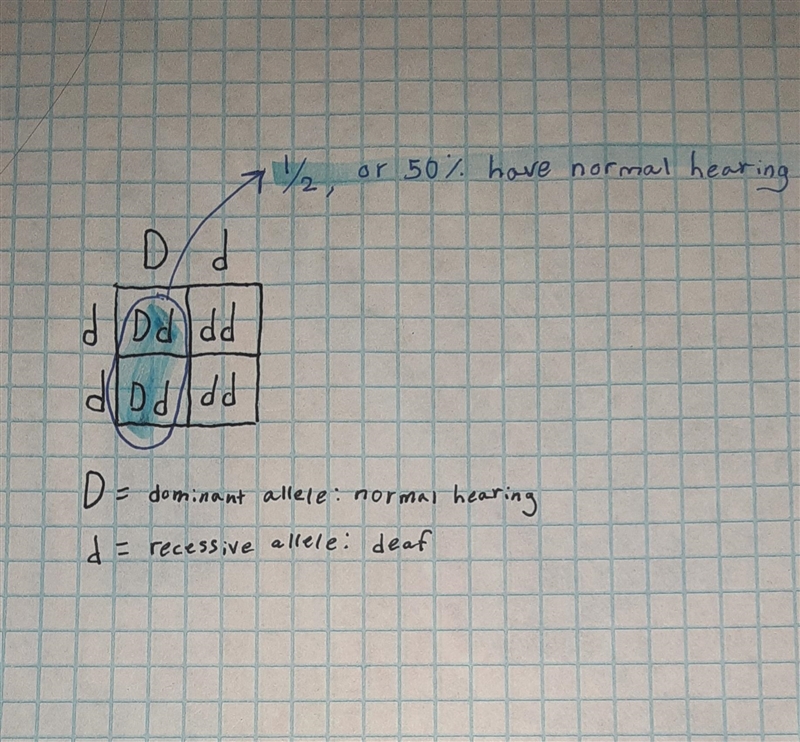 In certain breeds of dogs, deafness is due to a recessive allele (d) of a particular-example-1