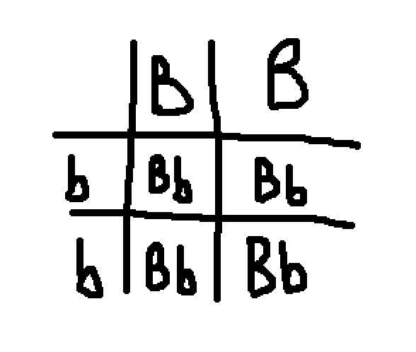 In chickens, Black feathers (B) are dominant over white feathers (b). Complete the-example-1