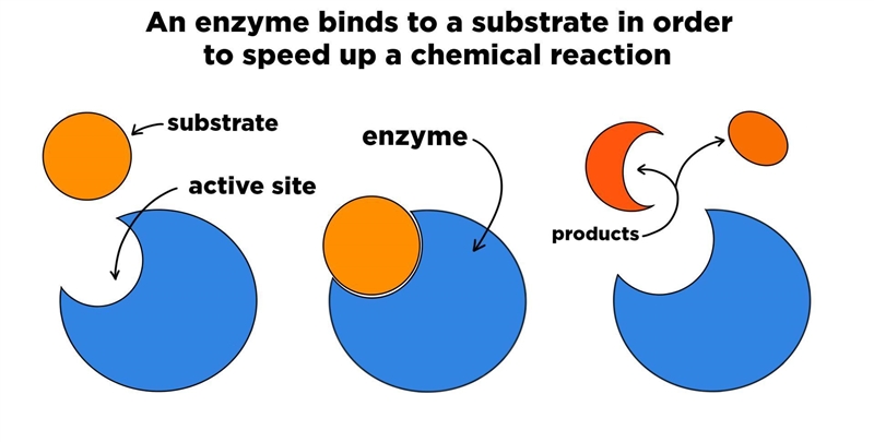 What is the relationship between an enzyme and the substrates it can bind-example-1