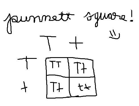 In tall plants, (T) is dominant to small (t). If two plants heterozygous for tall-example-1