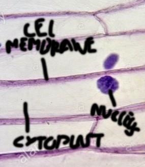 Label the parts of the onion cell.​-example-1