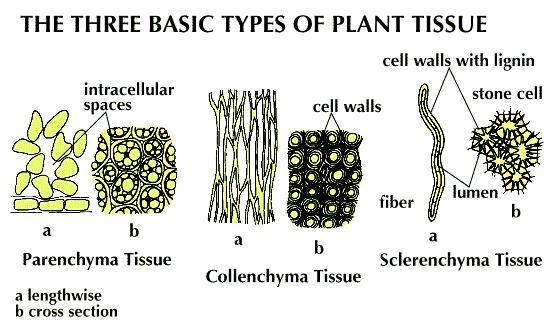 What is sclernechyma??​-example-1