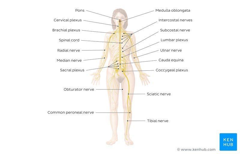 Diagram of the human body system​-example-1