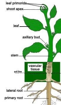 Name the vegetative parts of flower.-example-1