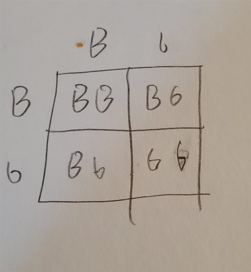 Using the letter "B" to code for the alleles, B = brown and b = green, complete-example-1