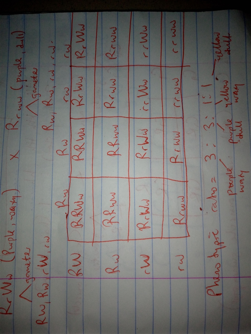 A geneticist is studying two traits in corn: kernel color and kernel appearance or-example-1