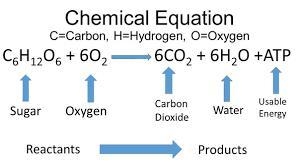 Type out the formula for cellular respiration. Label each reactant and product-example-1